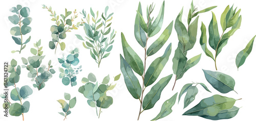eucalyptus leave watercolor clipart