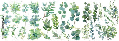 eucalyptus leave watercolor clipart