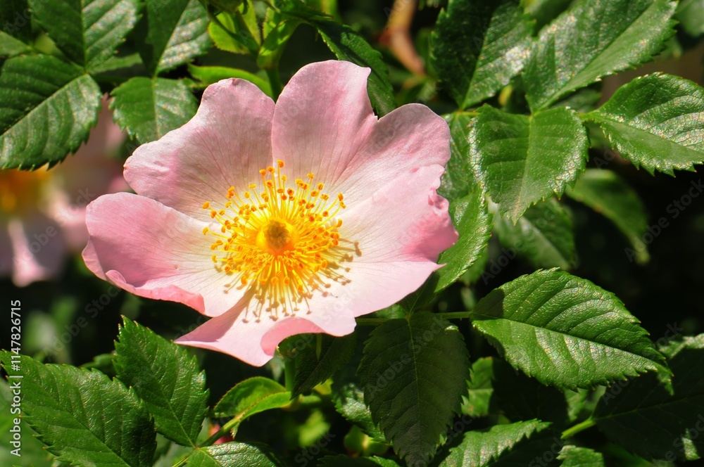 A vibrant pink wild rose in full bloom, surrounded by lush green leaves, illuminated by sunlight. A vibrant pink wild rose in full bloom, surrounded by lush green leaves, illuminated by sunlight.