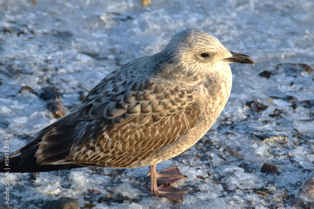 This young and cute gull is standing at the seaside in sunny winter day.
