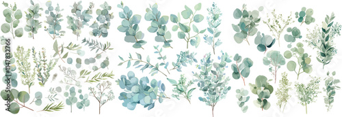 eucalyptus leave watercolor clipart