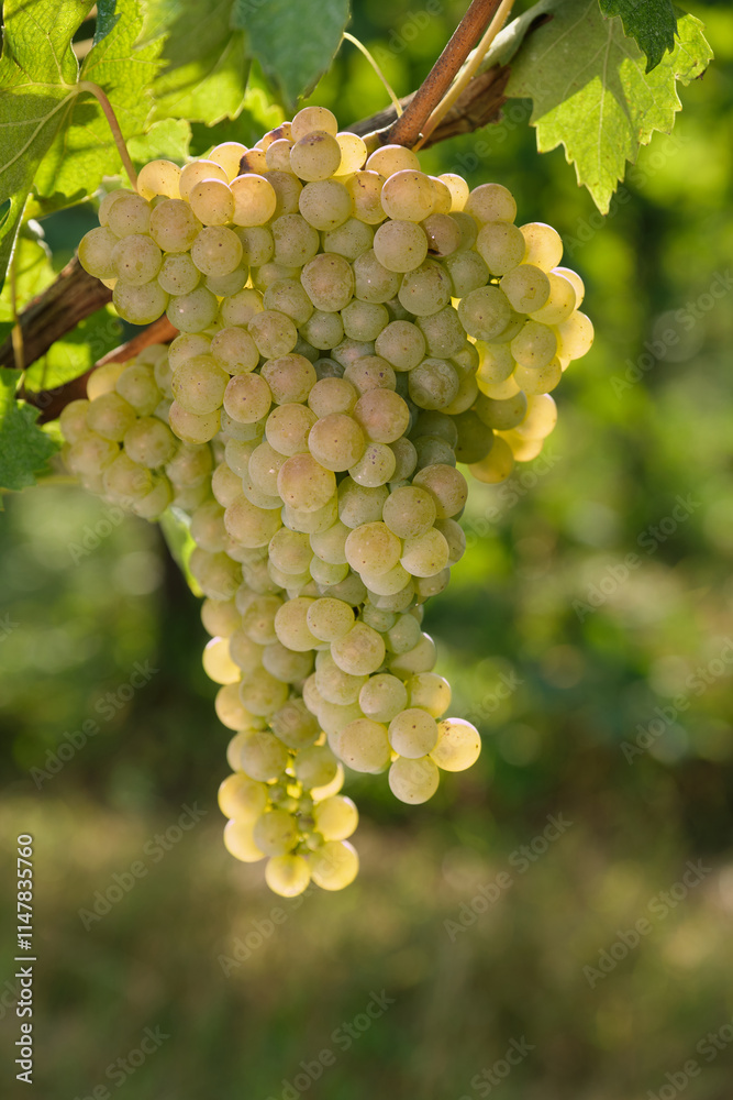 Sun-drenched bunch of grapes on the vine, with green leaves and blue sky in the background. Great for organic farming, fresh food, and autumn harvest themes. Sun-drenched bunch of grapes on the vine, with green leaves and blue sky in the background. Great for organic farming, fresh food, and autumn harvest themes.