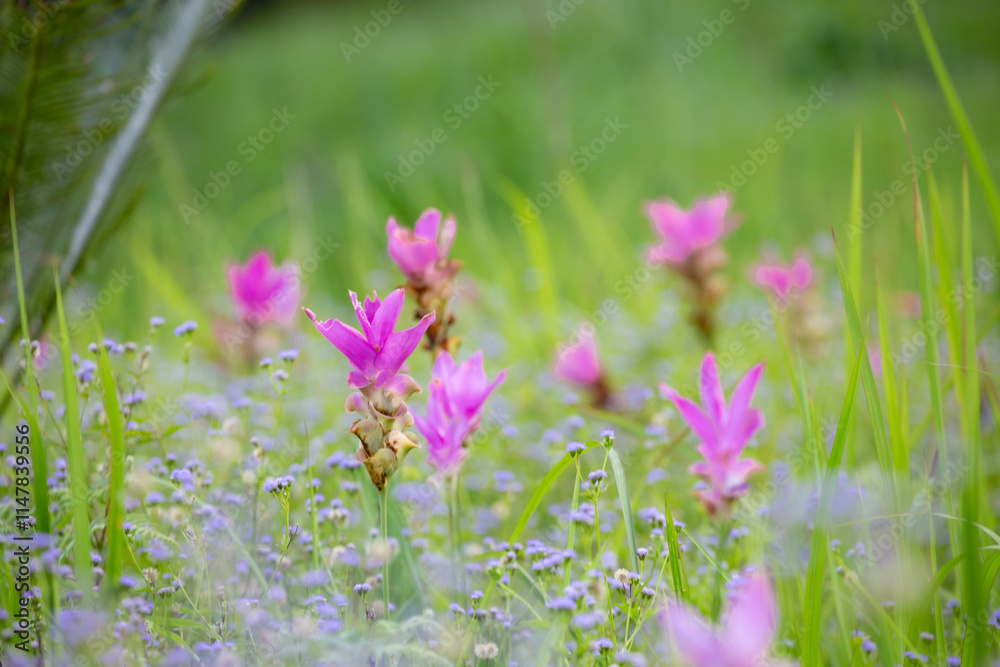 The beauty of all the pink blooming of Dok Kra Jiao fields (ginger flowers) during the rainy season around June-August of every year at Pa Hin Ngam National Park, Thepsathit District, Chaiyaphum The beauty of all the pink blooming of Dok Kra Jiao fields (ginger flowers) during the rainy season around June-August of every year at Pa Hin Ngam National Park, Thepsathit District, Chaiyaphum