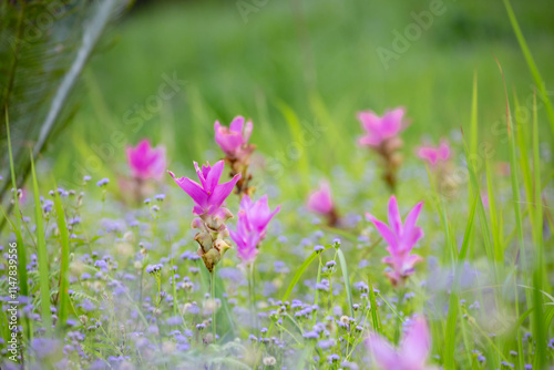 The beauty of all the pink blooming of Dok Kra Jiao fields (ginger flowers) during the rainy season around June-August of every year at Pa Hin Ngam National Park, Thepsathit District, Chaiyaphum  photo