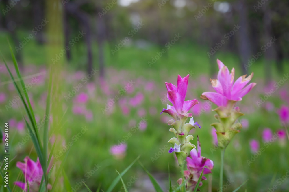The beauty of all the pink blooming of Dok Kra Jiao fields (ginger flowers) during the rainy season around June-August of every year at Pa Hin Ngam National Park, Thepsathit District, Chaiyaphum The beauty of all the pink blooming of Dok Kra Jiao fields (ginger flowers) during the rainy season around June-August of every year at Pa Hin Ngam National Park, Thepsathit District, Chaiyaphum