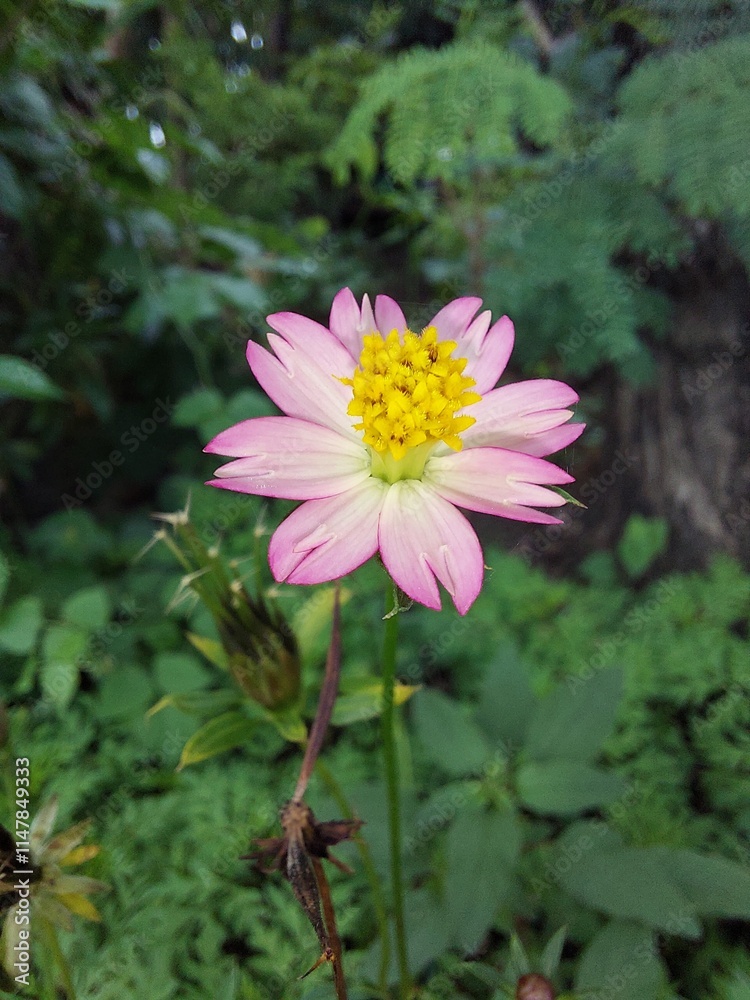 Obraz premium close up pink flower in the garden