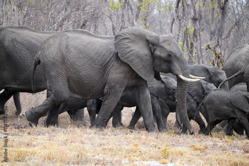 Fototapeta premium Eléphants dans le parc national de Hwange au sud du Zimbabwe