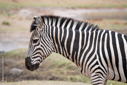 Zèbres dans le parc national de Hwange dans le sud du Zimbabwe photo