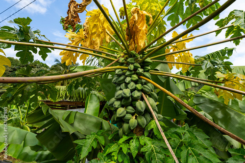 Santa Lucia - 6 February 2024 - Papaya fruits on the island of Saint Lucia