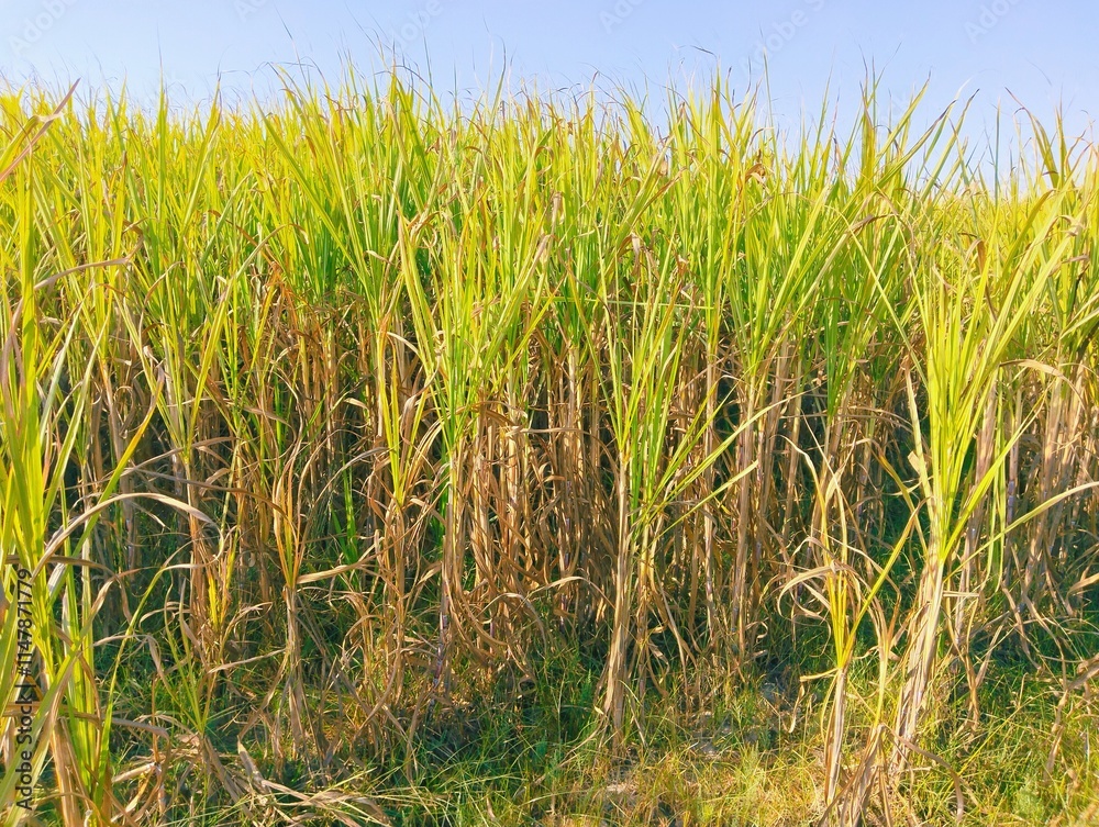 Fototapeta premium Sugarcane crop, agriculture field rural scene, sugar cane, gana, kamad ki fasal, canne a sucre, cana azucar, canaacucar, image, photo 
