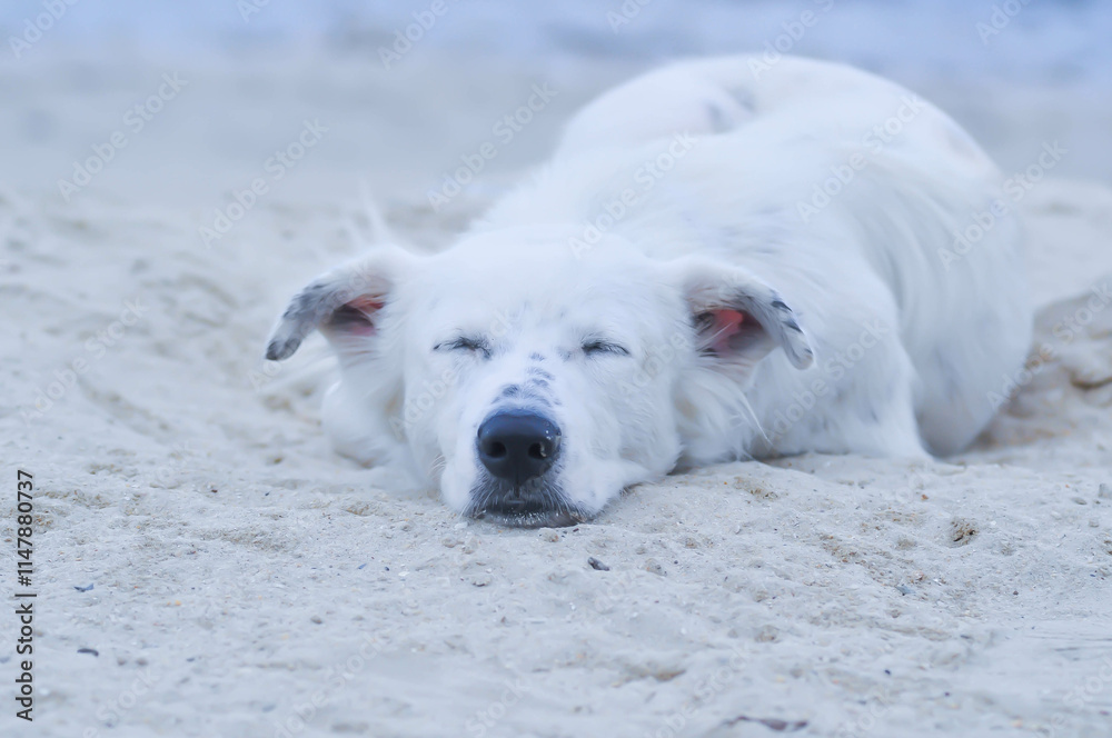dog or white dog on the beach or sleeping dog dog or white dog on the beach or sleeping dog