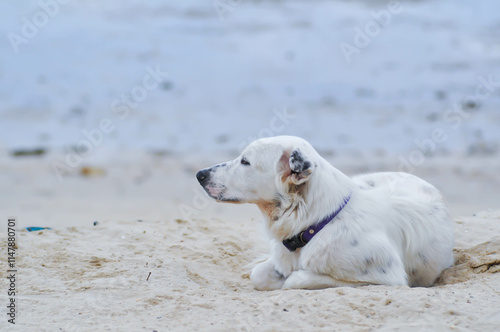 dog or white dog on the beach