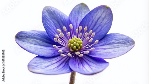 Hepatica Nobilis Flower, Spring Bloom, Wildflower, Closeup Photography, Isolated, Botanical, Nature, Macro Photography, Studio Shot, High Resolution
