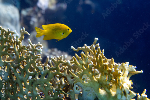 Photos Underwater photo from Egyp, Marsa Alam, Abu Dabbab Bay.