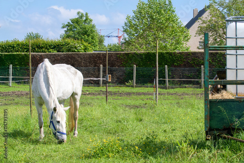 A grazing horse next to a special container with water on a trailer