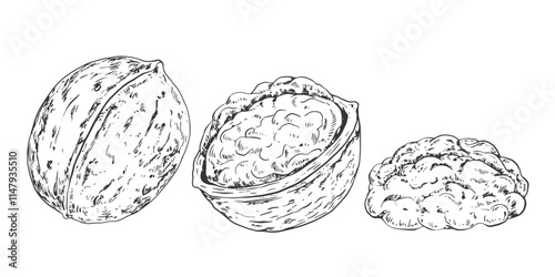 Set of walnut in sketch style. Black and white engraved whole and half walnut isolated on white background