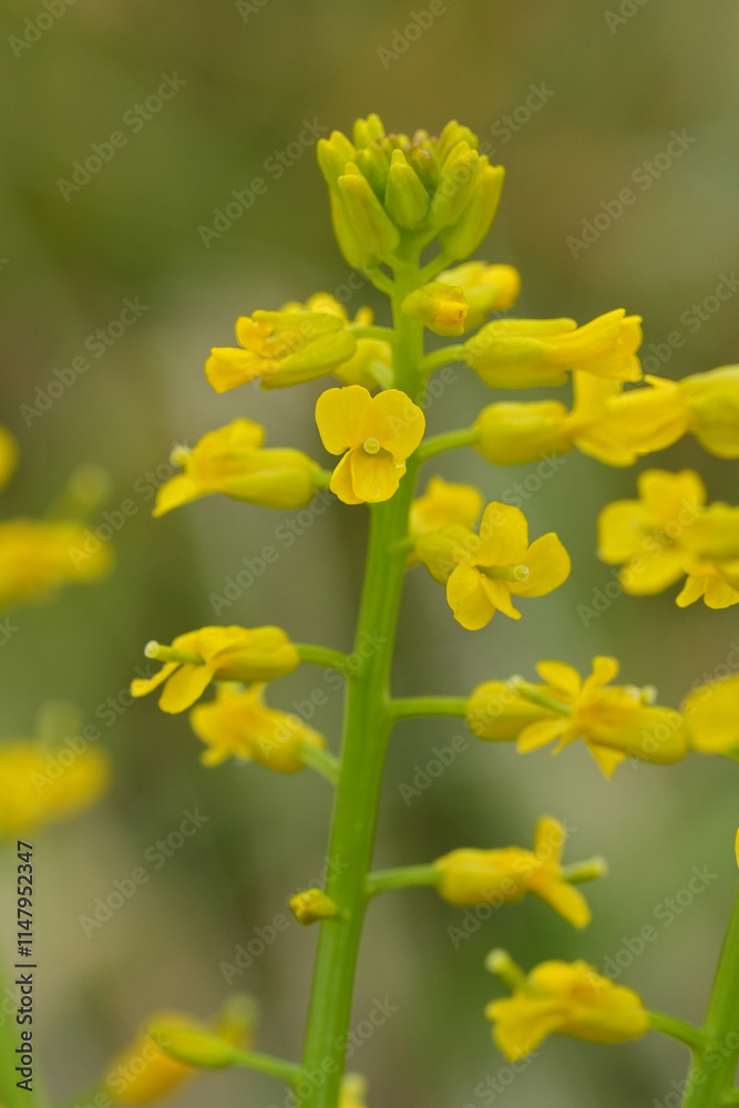 Obraz premium Closeup on the vibrant yellow flowers of American yellowrocket wildflower, Barbarea orthoceras in Oregon, US