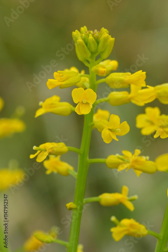 Closeup on the vibrant yellow flowers of American yellowrocket wildflower, Barbarea orthoceras in Oregon, US photo