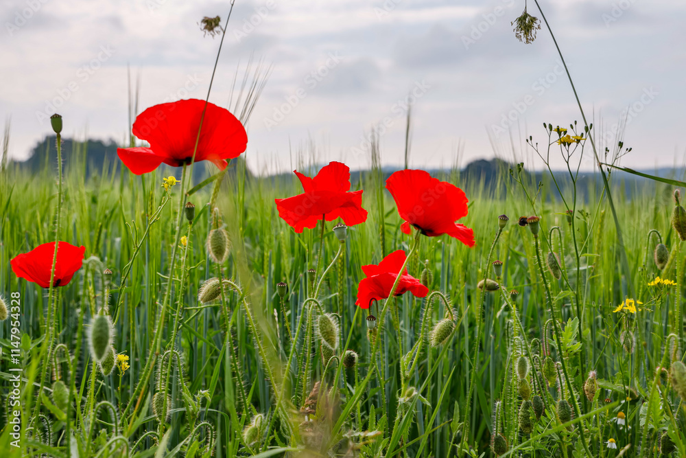 Obraz premium blühende Mohnblume