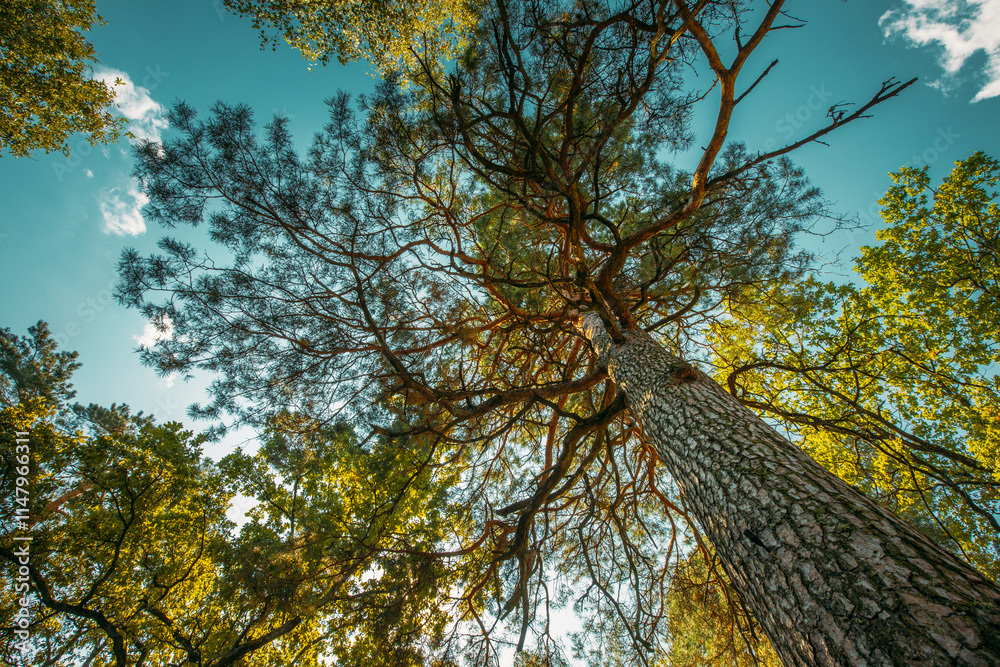 Summer Sun Shining Through Canopy Of Pine Trees. Woods Background. Summer Forest Landscape. Summer Coniferous Woods