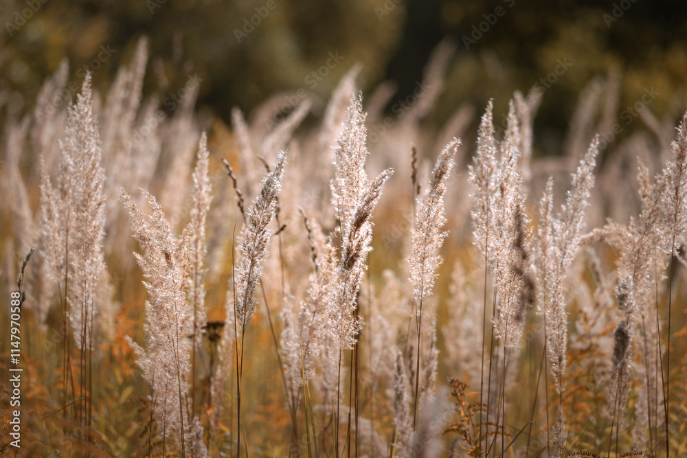 Dry grass backlit by rising sun against blurred background Dry grass backlit by rising sun against blurred background