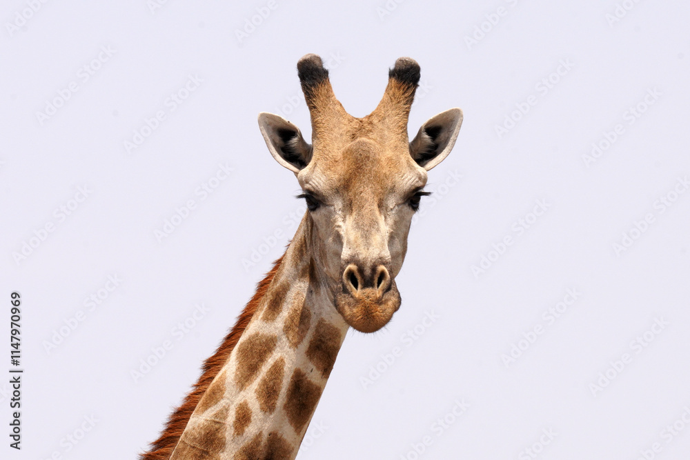 Girafes entre Francistown et Nata au Botswana Girafes entre Francistown et Nata au Botswana