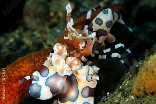Close-up of a Harlequin Shrimp (Hymenocera elegans). Ambon, Indonesia photo