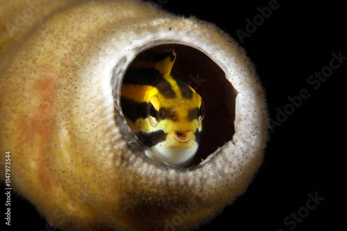 Striped Poison-fang Blenny Mimic (Petroscirtes breviceps, aka Shorthead Sabretooth Blenny, Shorthead Fangblenn), Looking out from inside a Coral. Ambon, Indonesia photo