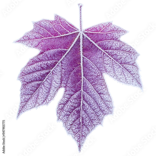 A vibrant purple leaf with intricate veins and a textured surface, showcasing nature