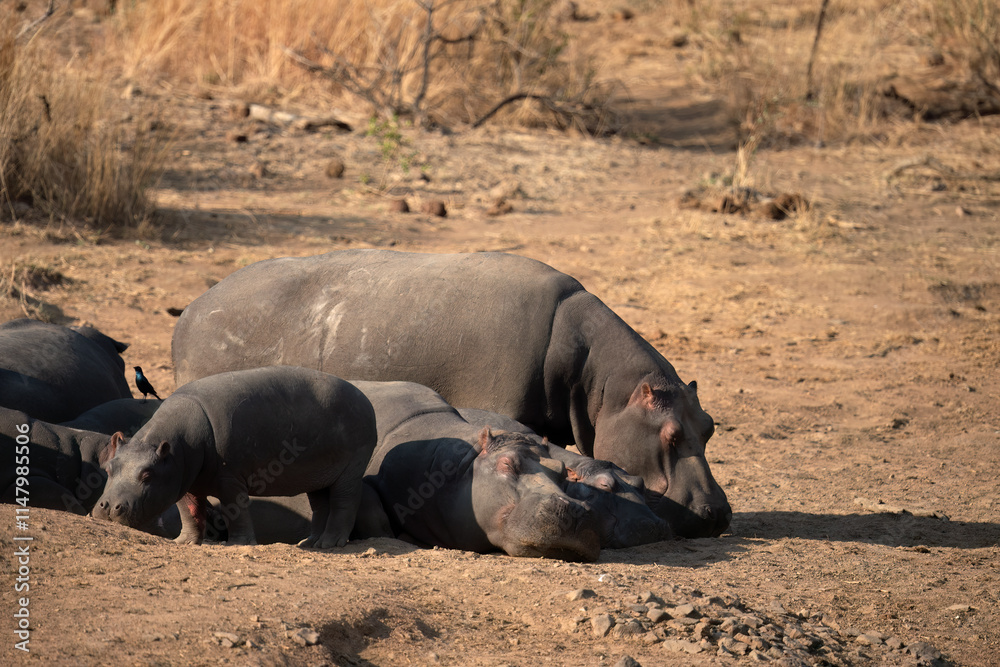 Hippopotamus ( Hippopotamus amphibius) Pilanesberg Nature Reserve, South Africa Hippopotamus ( Hippopotamus amphibius) Pilanesberg Nature Reserve, South Africa