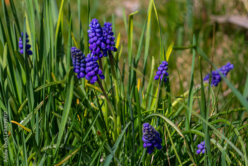 Blue buds flowers Muscari armeniacum or Grape Hyacinth. Viper bow photo