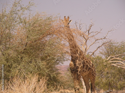 Une girafe se cache dans la brousse photo