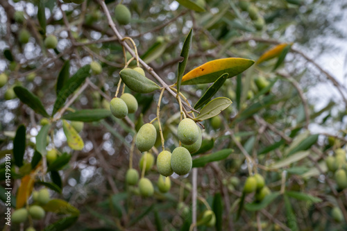 Olives on a Tree