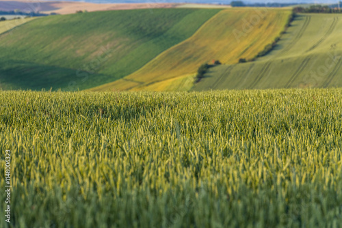 Agriculture fields with crop and vineyards at summer.