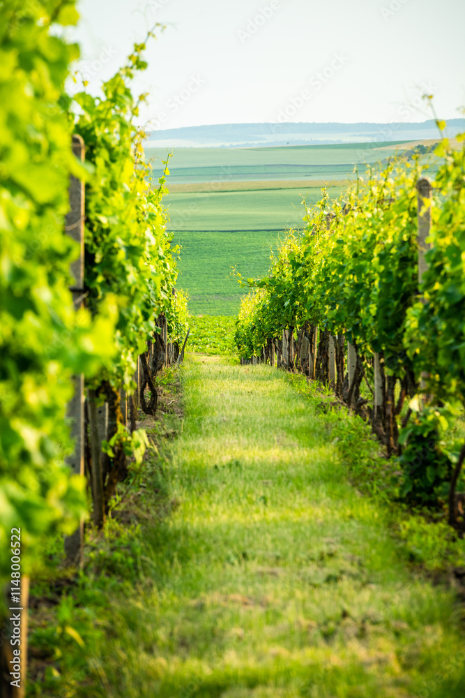 Naklejka premium Agriculture fields with crop and vineyards at summer.