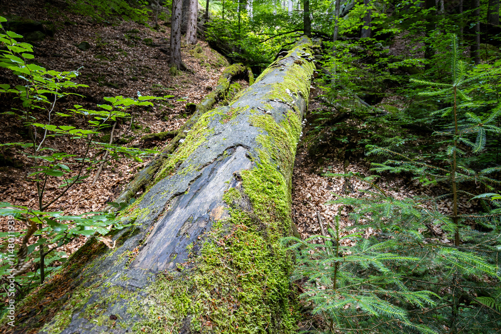 Fototapeta premium Impressionen aus dem Wald