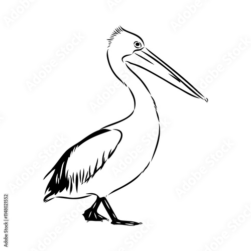 Birds collection Australian pelican bird isolated vector image Pelican Black and white vector