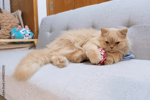 Canvas Print Yellow British longhair cat happily playing with cat toy hydrangea hammer