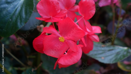 A pretty red flower with its yellow pollen photo