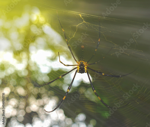 spider on a web photo