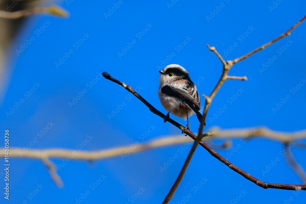 Fototapeta premium 秋に見られる長い尾を持つかわいい小鳥、身近な日本の野鳥、エナガ