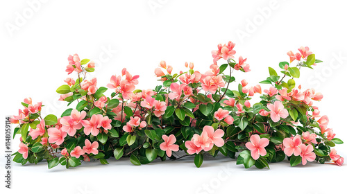 Floral bush of wildflowers isolated on white background, a bush made with grass and wildflowers