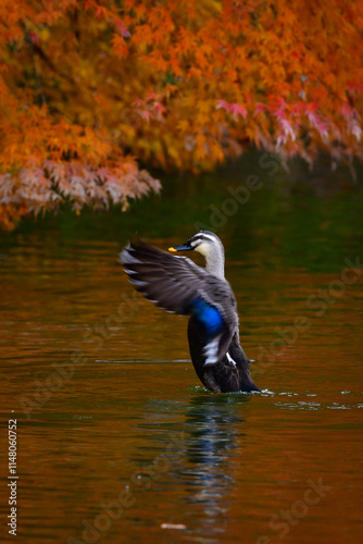 紅葉の秋に身近な公園の池で出会えるかわいい日本の野鳥、カルガモ