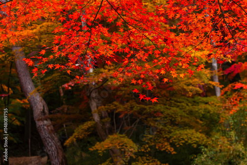 241114日枝神社Z107
 photo