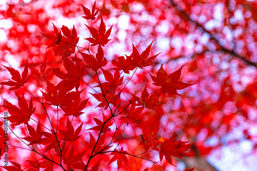 241114日枝神社Z119
 photo