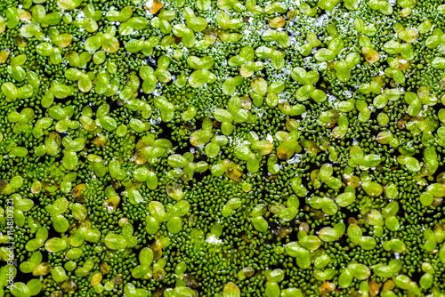 A continuous layer of floating algae Lemna and Wolffia on the surface of a eutrophic lake, Ukraine photo