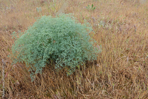 Closeup on a Pungent Desert Parsley wildflower plant, Lomatium papilioniferum in the Dalles, Oregon photo