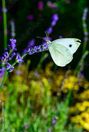 Cabbage white Pieris rapae - a white butterfly collects nectar on purple flowers in the garden, Ukraine