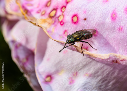 Stomorhina lunata - fly cleaning its paws on the edge of a rose petal photo