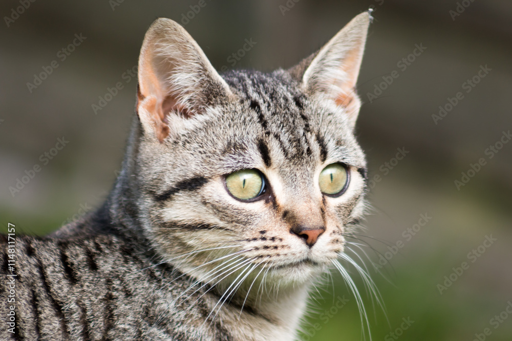 Cute Cat Cute Cat